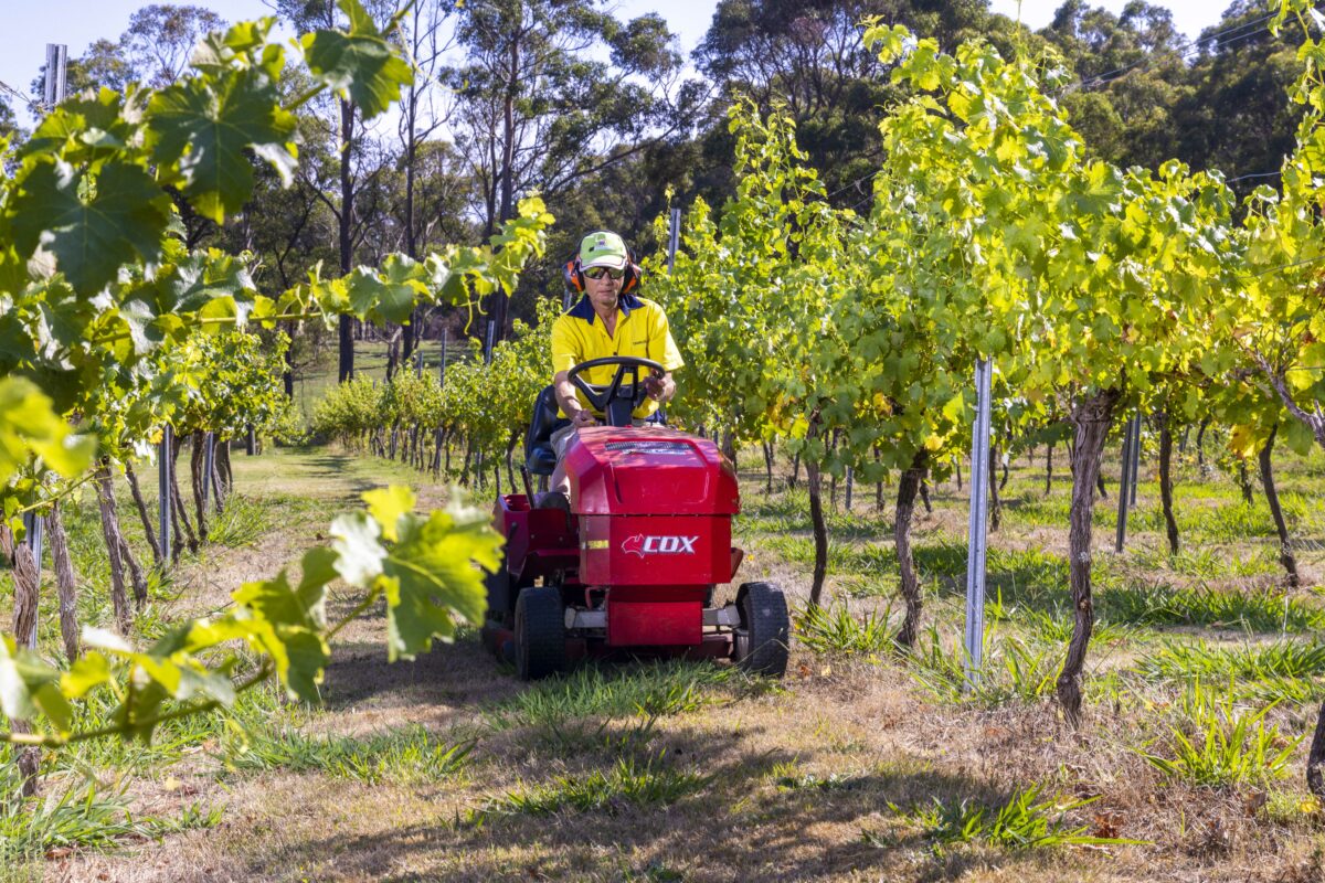 Male Landcare supported employee on ride on mower mowing lawns in an orchard.