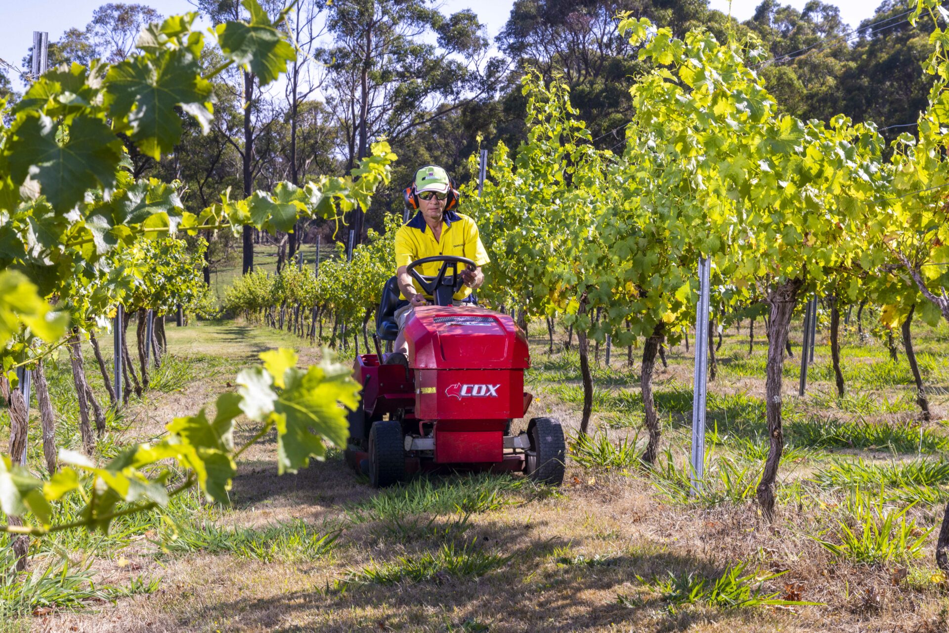 A male grounds maintenance supported employee is driving a ride on mower on the lawn in an orchard.